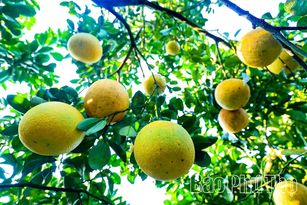 Ароматний смак червоного грейпфрута Tan Lac