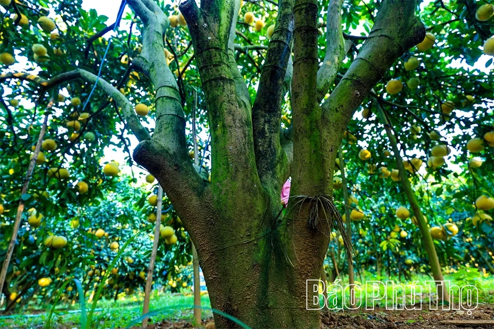 Ароматний смак червоного грейпфрута Tan Lac