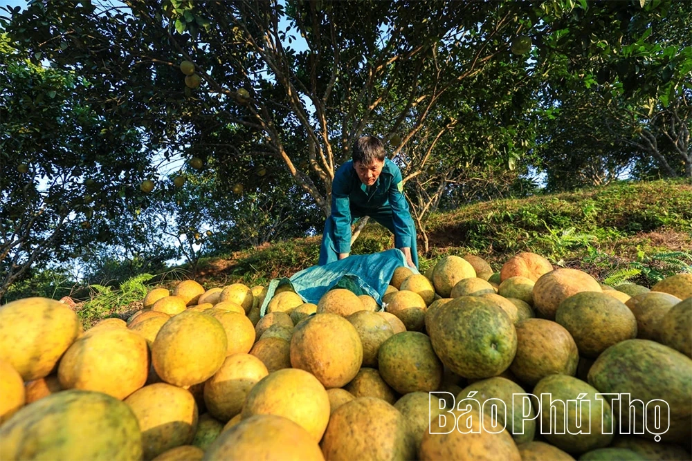 Ароматний смак червоного грейпфрута Tan Lac