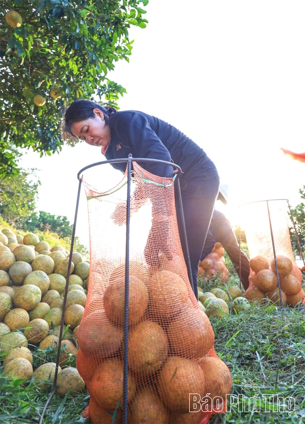 Ароматний смак червоного грейпфрута Tan Lac