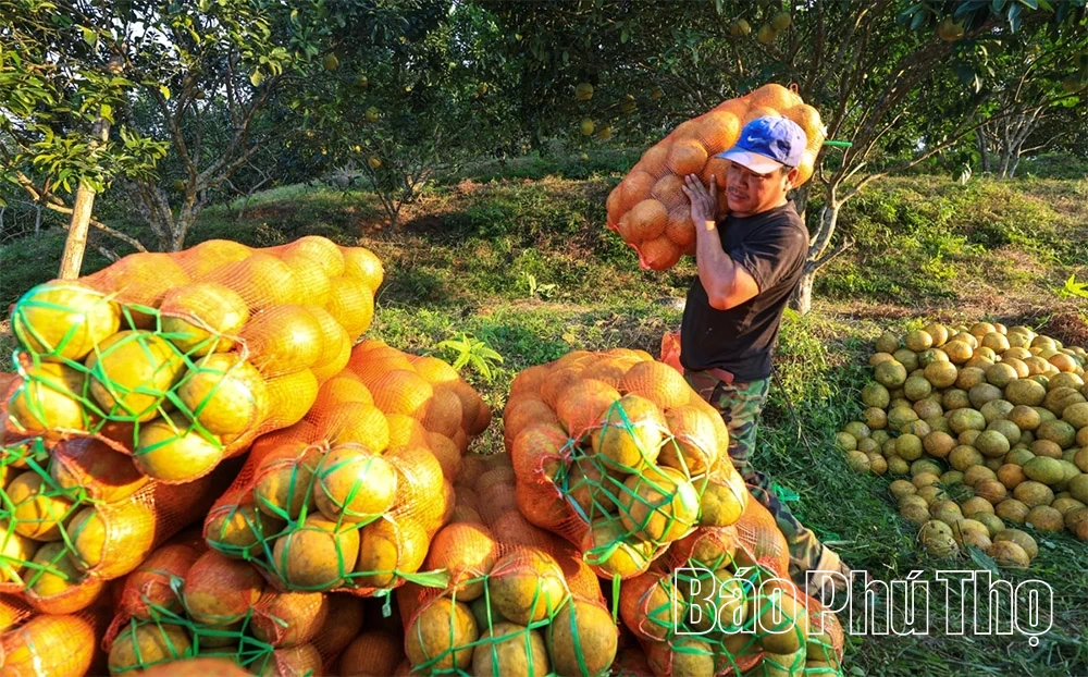 Ароматний смак червоного грейпфрута Tan Lac