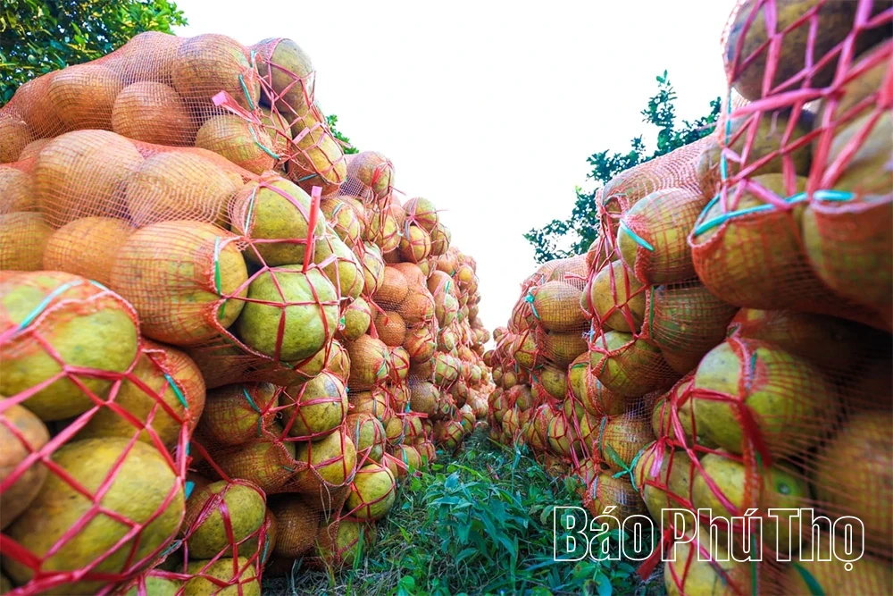 Ароматний смак червоного грейпфрута Tan Lac