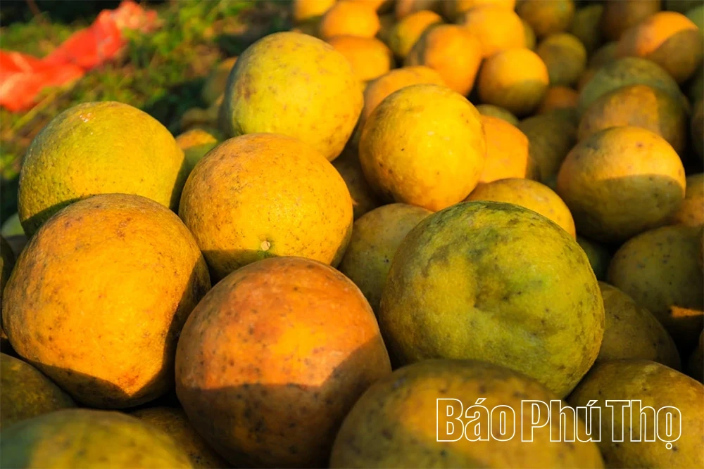 Ароматний смак червоного грейпфрута Tan Lac