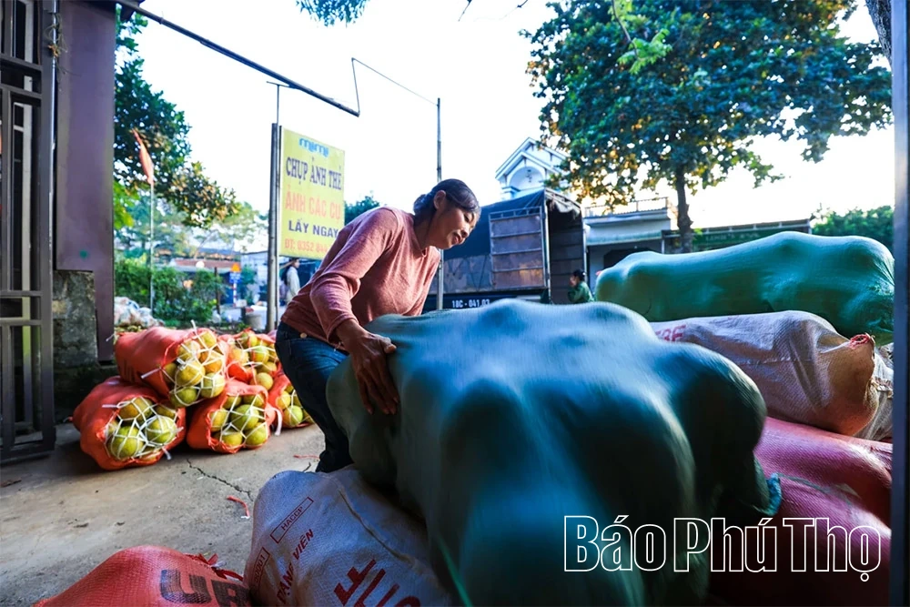 Ароматний смак червоного грейпфрута Tan Lac
