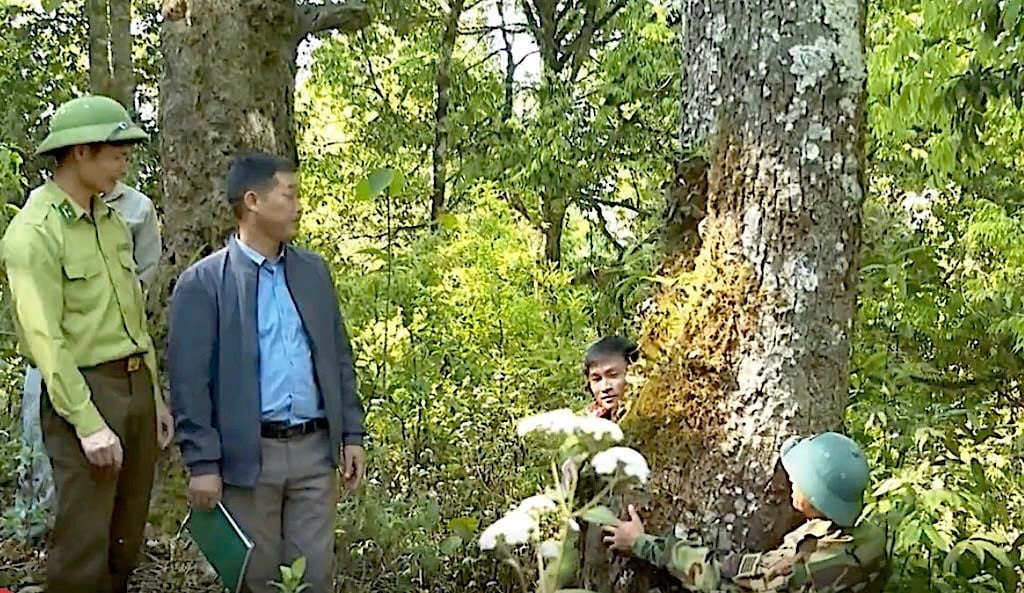 বন রেঞ্জার, স্থানীয় কর্তৃপক্ষ এবং আদিবাসীরা বনের উন্নয়ন উপলব্ধি করার জন্য টহল ও নিয়ন্ত্রণ করে। ছবি: ভ্যান ট্যাম। Lực lượng kiểm lâm, chính quyền địa phương và người dân bản địa tuần tra, kiểm soát để nắm bắt diễn biến của rừng. Ảnh: Vạn Tâm.