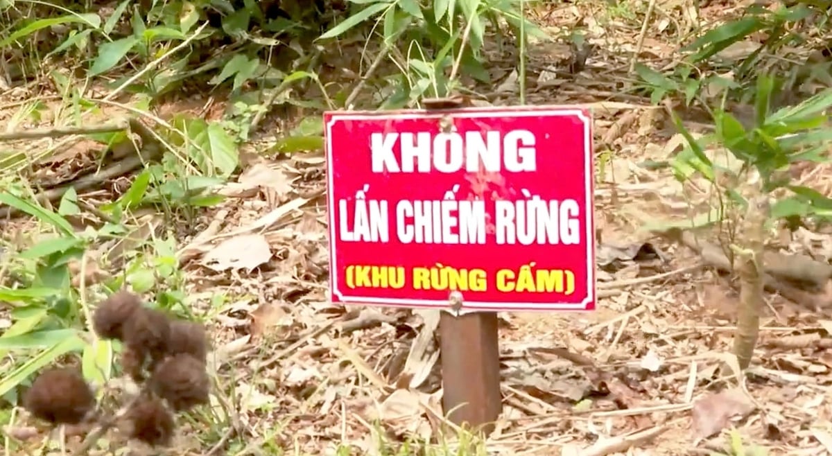 এই ধরণের চিহ্নগুলি সর্বদা মানুষকে বনে প্রবেশ না করার কথা মনে করিয়ে দেয়। ছবি: ভ্যান ট্যাম। Các biển báo như thế này luôn nhắc nhở người dân không xâm hại rừng. Ảnh: Vạn Tâm.