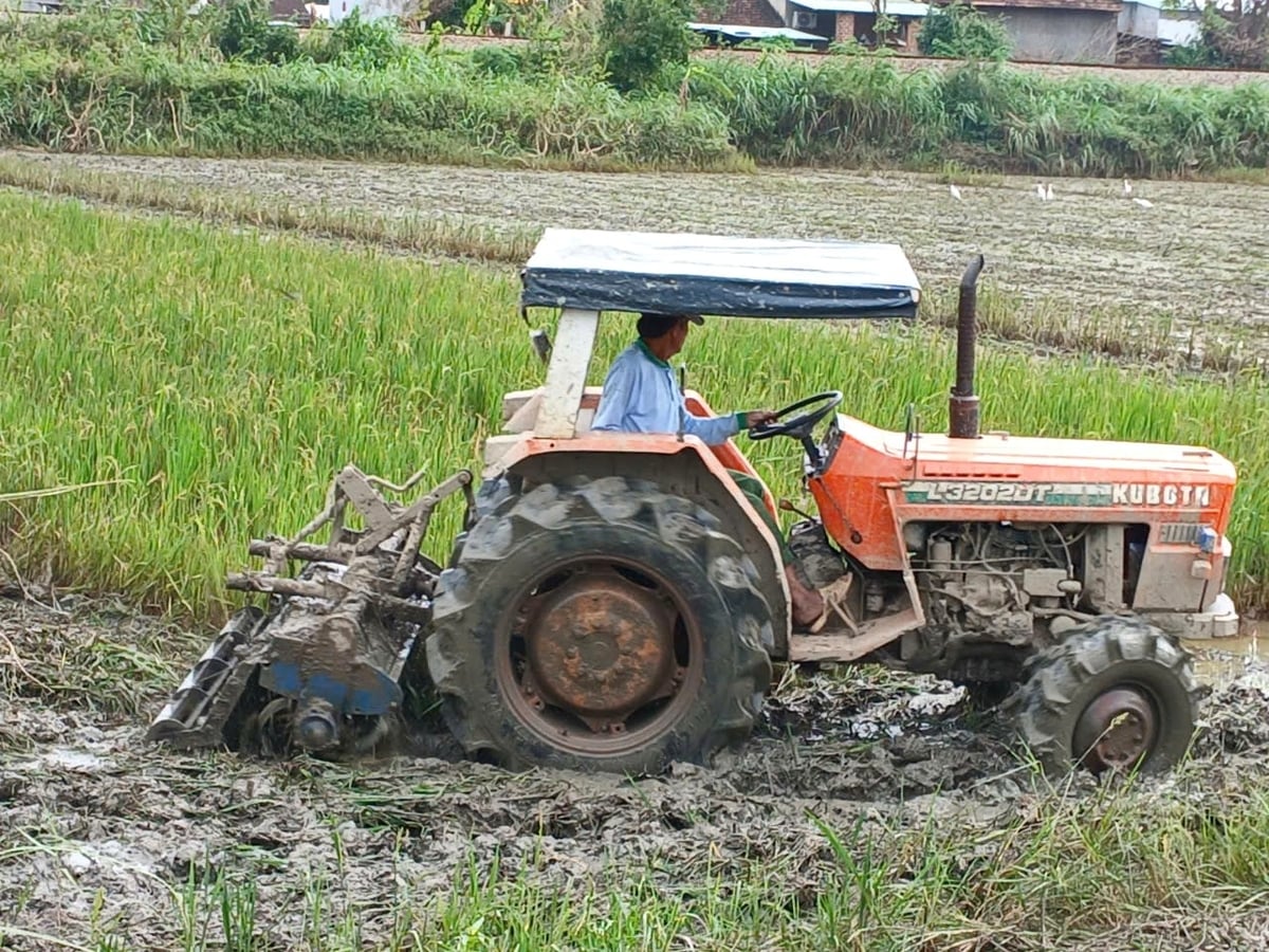 Nông dân phía đông Gia Lai làm đất chuẩn bị vào vụ đông xuân 2025-2026. Ảnh: V.Đ.T.