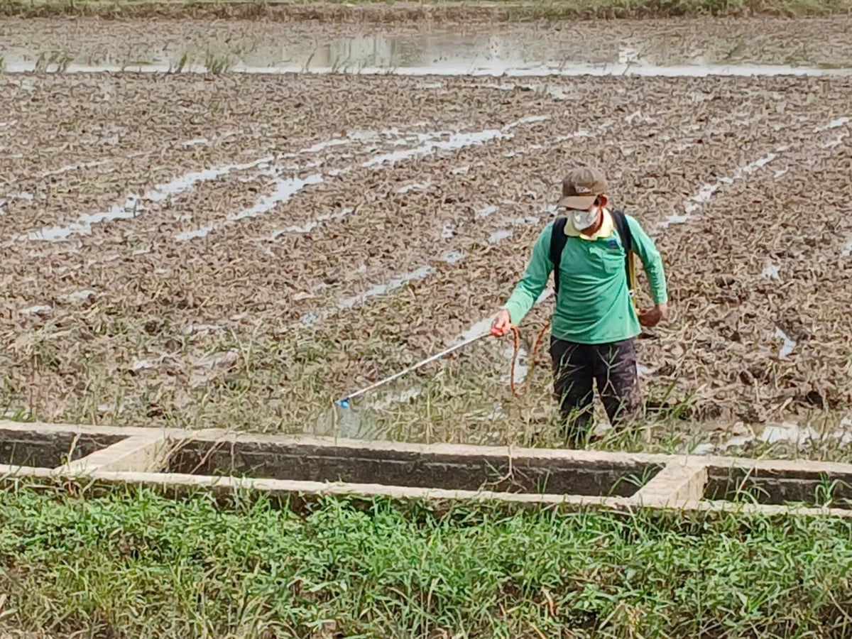 Nông dân phía đông Gia Lai bơm thuốc diệt cỏ bờ chuẩn bị gieo sạ. Ảnh: V.Đ.T.