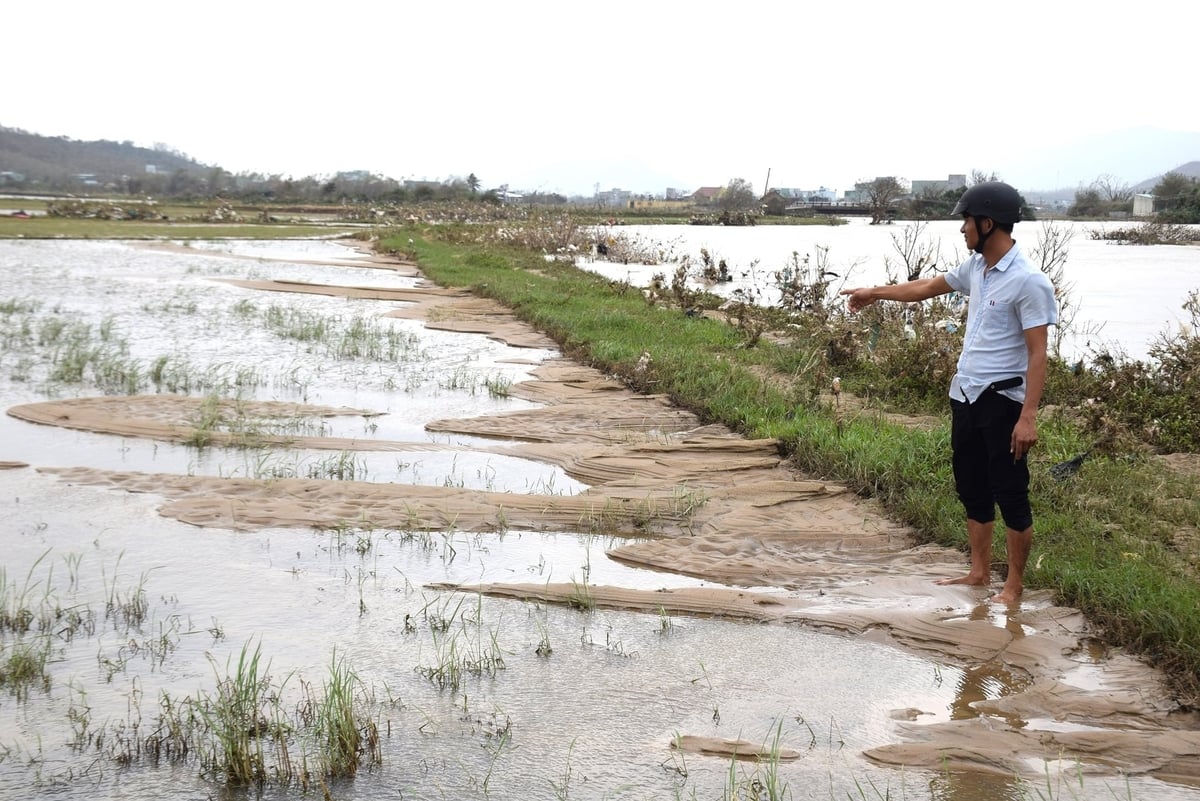 गियांग नाम गाँव (तुय फुओक बाक कम्यून, जिया लाई) के मुखिया श्री त्रान क्वांग ट्रुंग ने हाल ही में आई बाढ़ के बाद गाद से भरे चावल के खेत की ओर इशारा किया। फोटो: वी.डी.टी. Anh Trần Quang Trung, Trưởng thôn Giang Nam (xã Tuy Phước Bắc, Gia Lai) chỉ vùng ruộng bị sa bồi sau lũ dữ vừa qua. Ảnh: V.Đ.T.