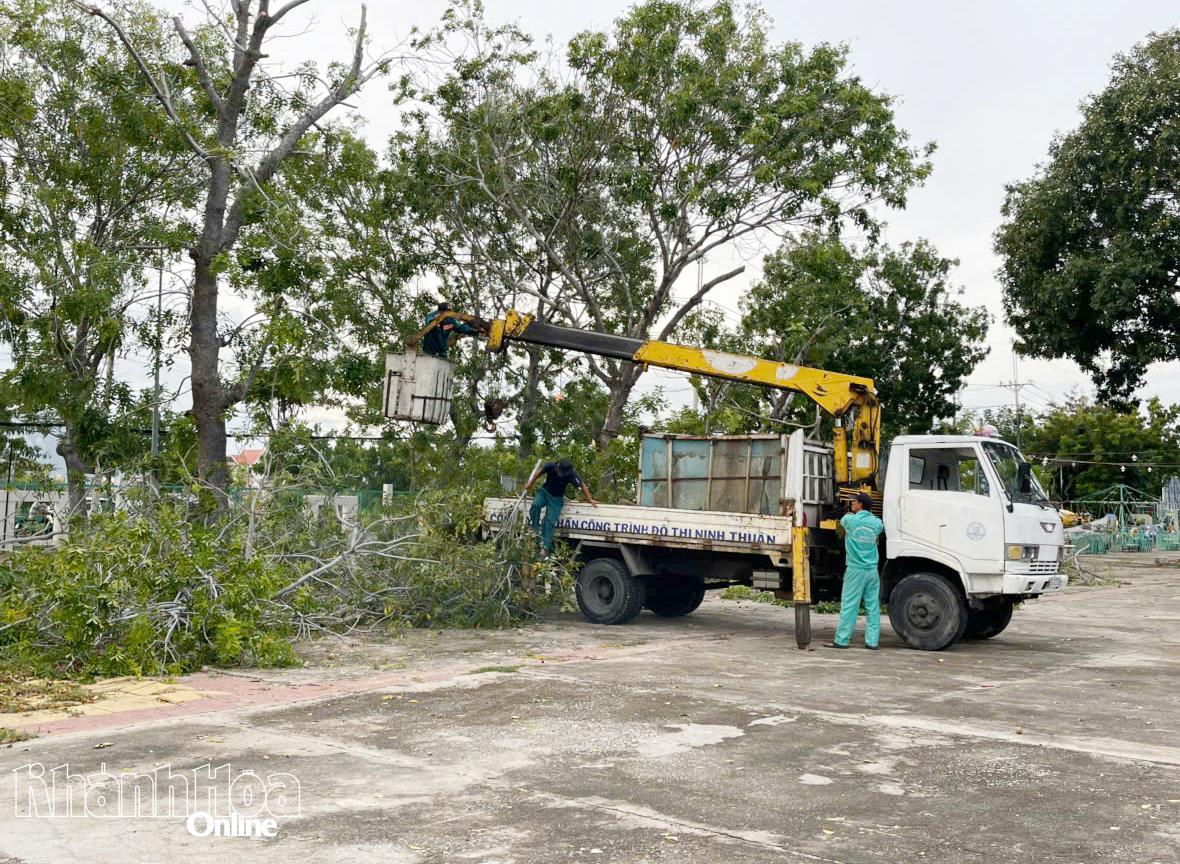 Các lực lượng phường Ninh Chử chặt tỉa cây xanh đảm bảo an toàn khi có mưa to, gió lớn.