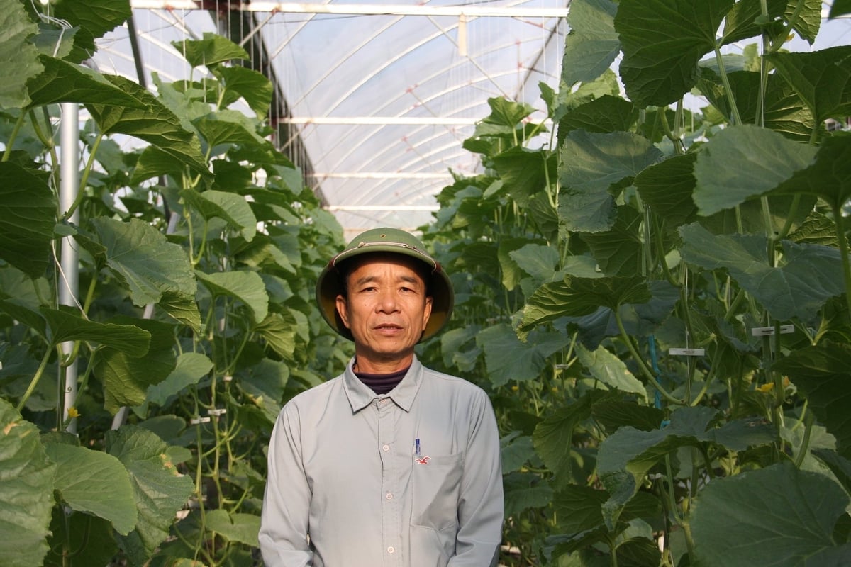 Theo ông Nguyễn Văn An - Chủ tịch Hội đồng quản trị kiêm Giám đốc Hợp tác xã Dịch vụ Nông nghiệp Thái Hòa, mô hình ứng dụng công nghệ rõ nhất hiện nay là khu nhà màng trồng dưa lưới của hộ gia đình bà Lê Thị Ly ở thôn Trâm Khê, với quy mô tới hơn 1,4 ha. Ảnh: Lan Chi.