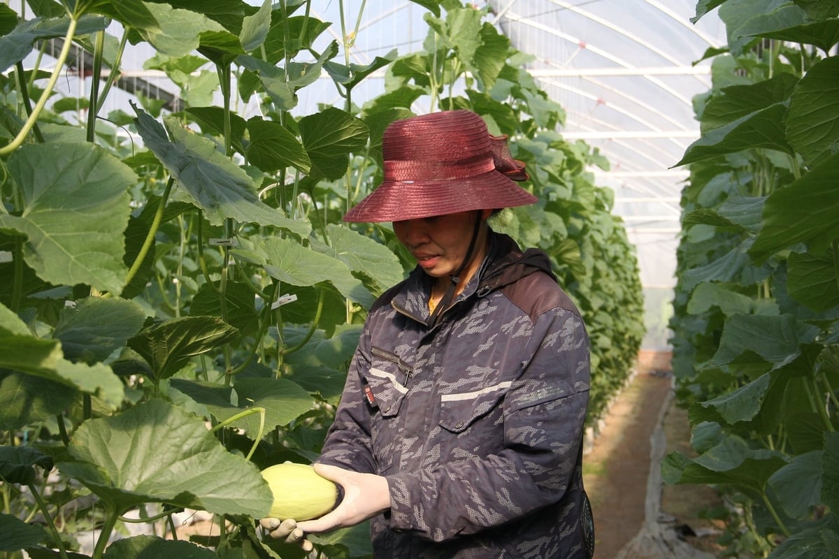 Mô hình dưa lưới công nghệ cao của bà Lê Thị Ly là minh chứng cho việc nông nghiệp nông thôn hoàn toàn có thể 'lên đời' nhờ công nghệ. Ảnh: Lan Chi.