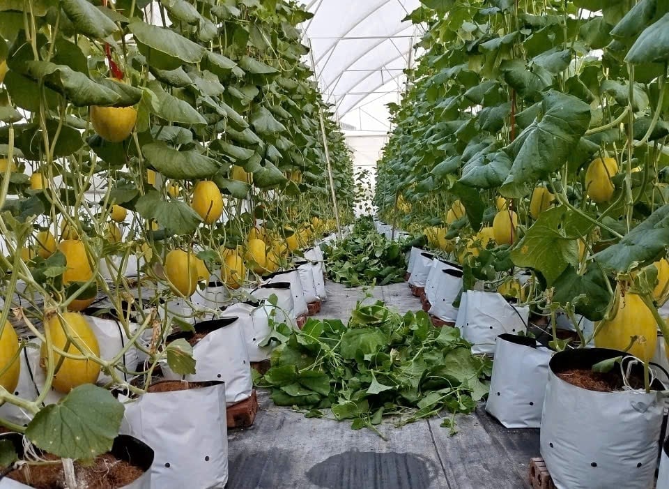 Chia sẻ về mô hình trồng dưa lưới, bà Ly cho biết, khó khăn lớn hiện nay không chỉ là vốn đầu tư, rủi ro thời tiết, mà còn là việc ứng dụng công nghệ số vào tiêu thụ sản phẩm. Ảnh: Lan Chi.