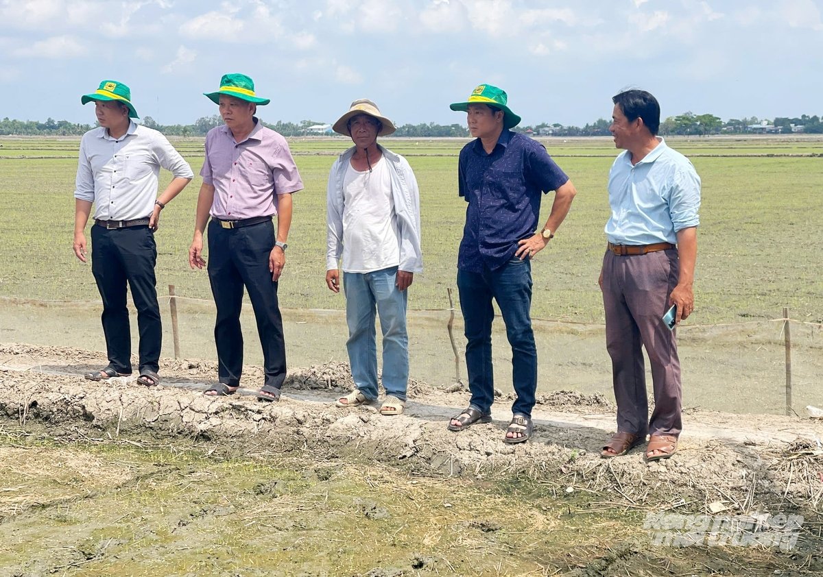 Lãnh đạo Sở Nông nghiệp và Môi trường An Giang và nông dân khảo sát mô hình sản xuất lúa giảm phát thải. Ảnh: Lê Hoàng Vũ.