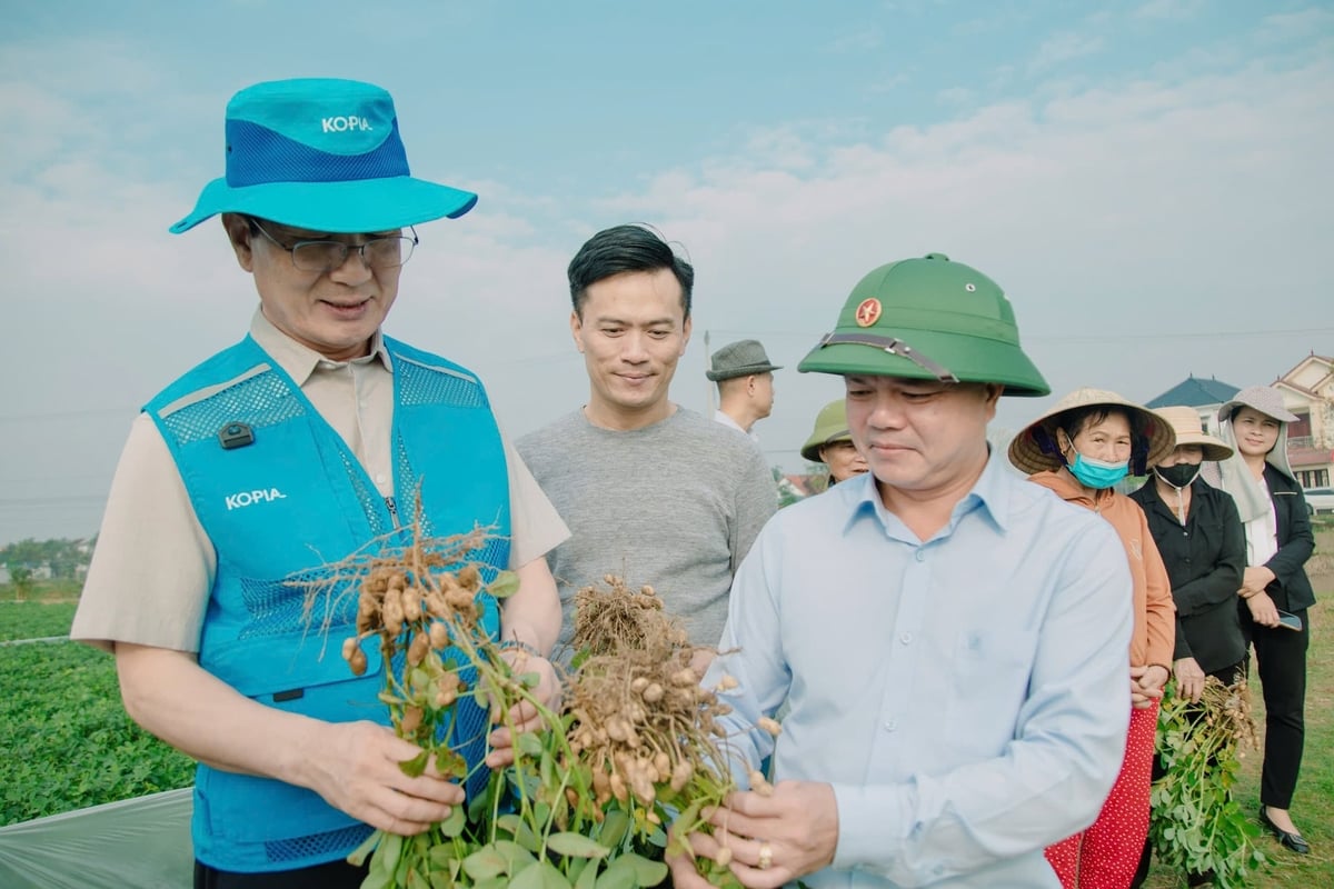 KOPIA Việt Nam hỗ trợ phổ cập giống lạc chất lượng cao cho vùng khô hạn và nâng cao giá trị gia tăng của cây lạc ở Việt Nam. Ảnh: Ngọc Linh