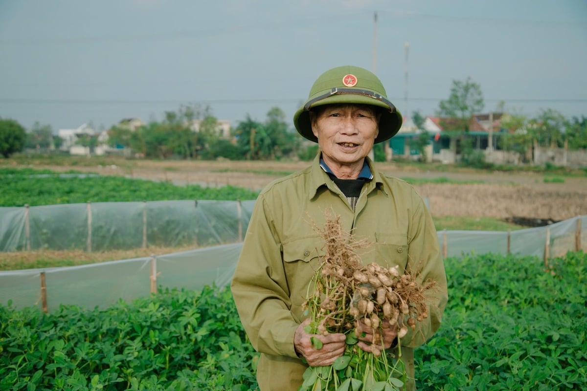 Ông Trần Văn Hồ, nông dân xóm Trung Trường, xã Diễn Châu chia sẻ hiệu quả của mô hình sử dụng giống lạc mới. Ảnh: Ngọc Linh.
