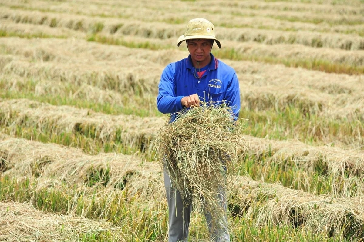 Nông dân ĐBSCL tận dụng rơm rạ để làm phân hữu cơ cho đất. Ảnh: Lê Hoàng Vũ.