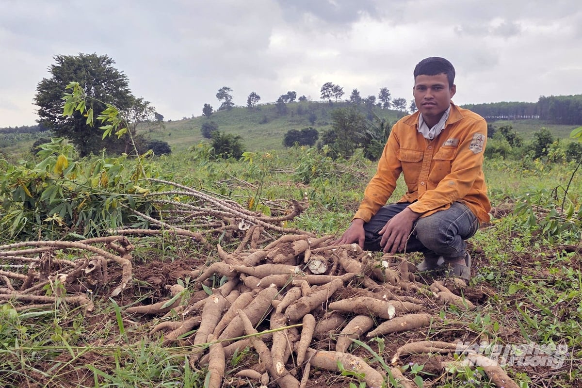 Niedrige Erträge, mangelhafte Qualität und niedrige Preise für rohe Maniokprodukte haben zu Verlusten für die Landwirte geführt. Foto: Vo Dung.