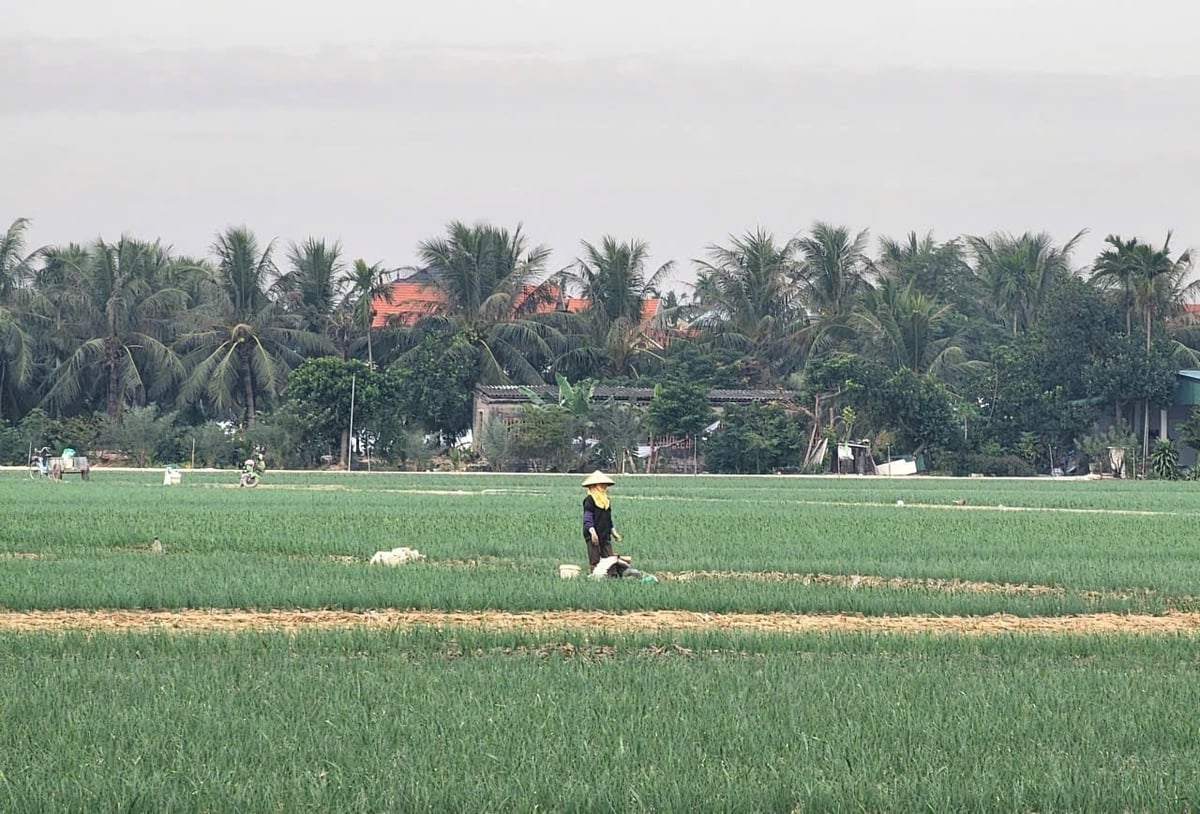 Việc luân canh liên tục trong năm khiến đất đai ở vùng trồng hành xã Nam An Phụ gần như không được nghỉ ngơi. Ảnh: Đinh Mười.