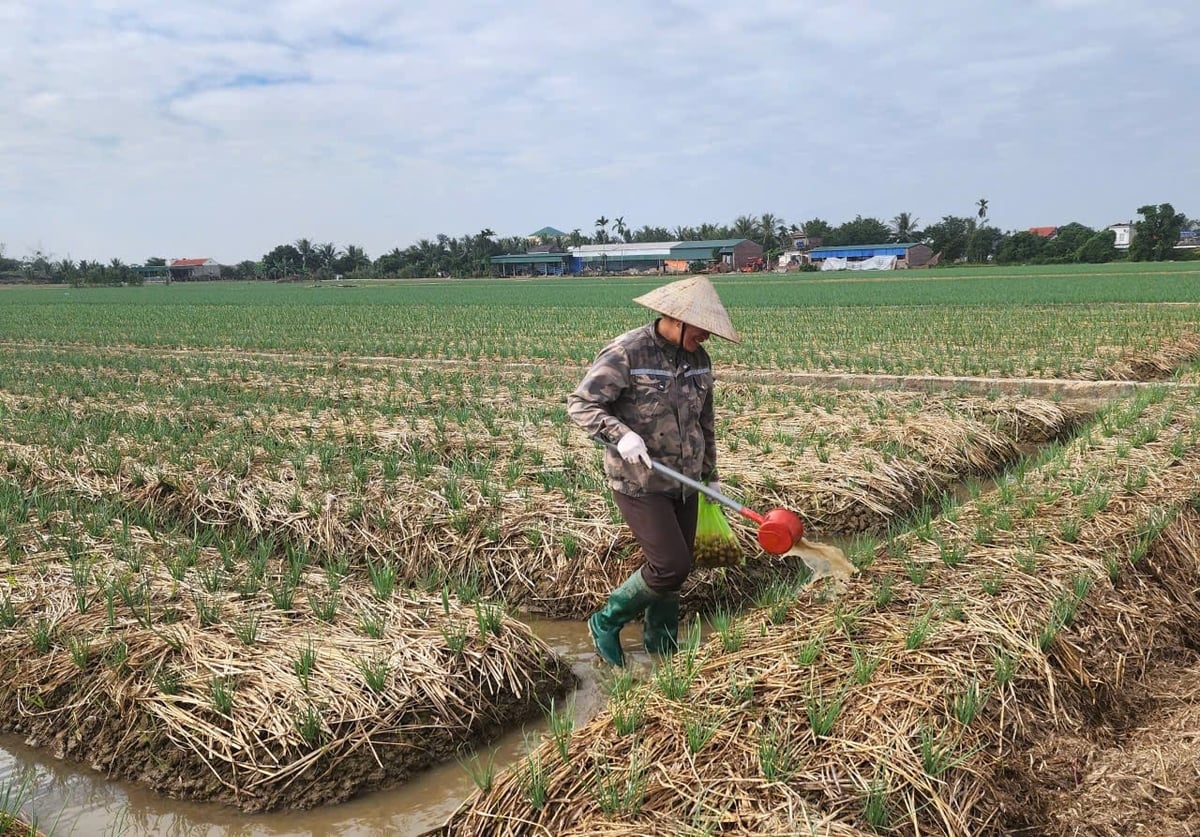 Chị Bùi Thị Vui, hộ có diện tích trồng hành lớn nhất tại cánh đồng thôn Phương Quất, xã Nam An Phụ đang bón phân cho hành. Ảnh: Đinh Mười.