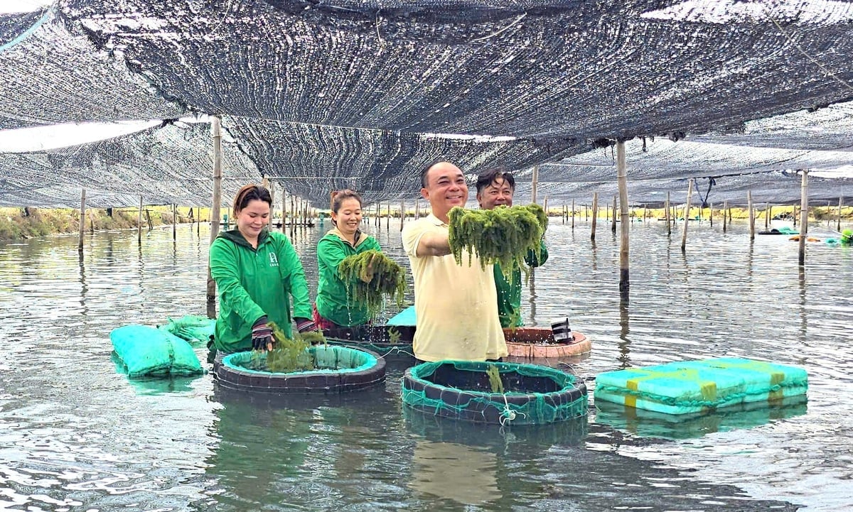 Ông Duy đã liên kết bà con nông dân nuôi thủy sản kém hiệu quả chuyển sang trồng rong nho. Ảnh: KS.