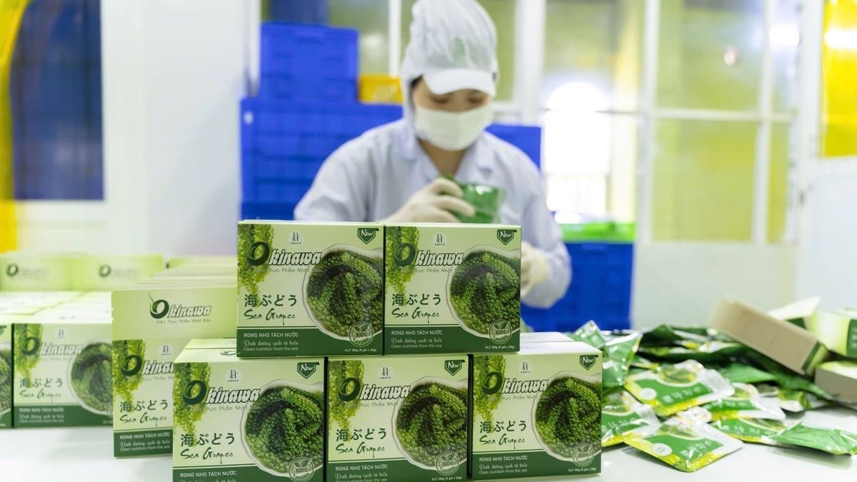 Sản phẩm rong nho của ông Duy đã vươn ra thế giới. Ảnh: KS.