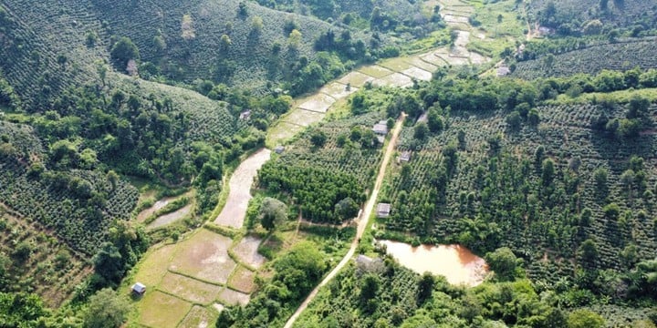 Ứng dụng khoa học, công nghệ và đổi mới sáng tạo nâng tầm giá trị cà phê Arabica Khe Sanh - Ảnh 1.