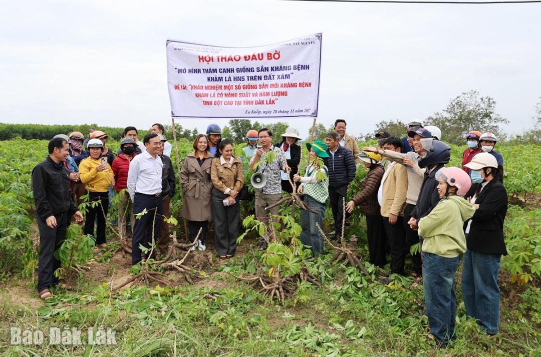 Delegados e agricultores da comuna de Ea Knop aprendem sobre as características de crescimento da variedade de mandioca HN5 que está sendo testada localmente.