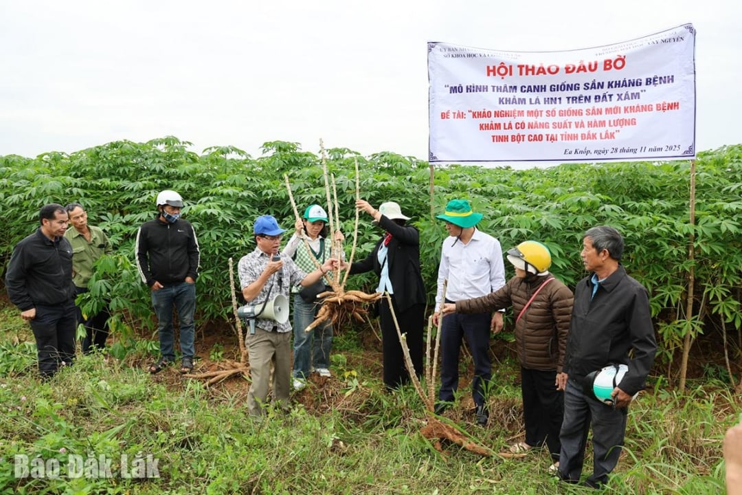 O professor associado, Dr. Nguyen Van Minh (quarto da esquerda para a direita), orienta sobre como plantar e cuidar da variedade de mandioca HN1.