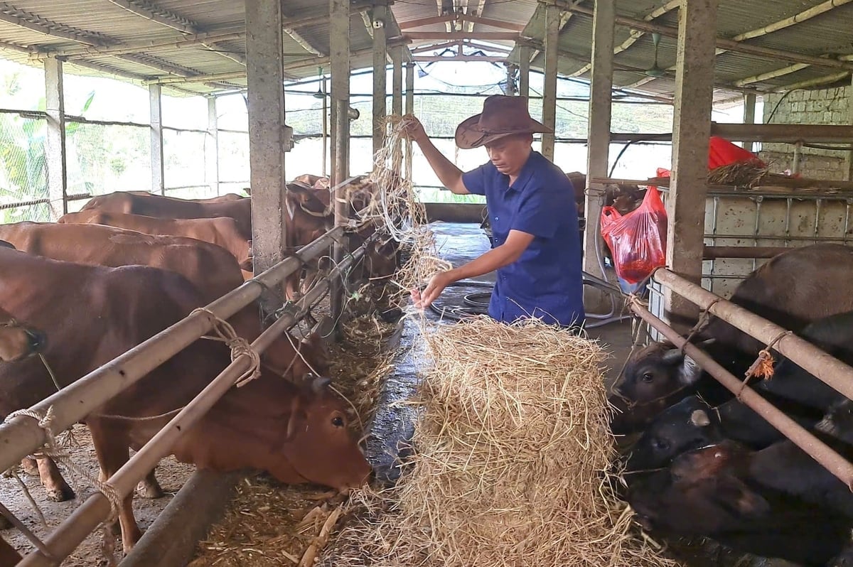 Garantirsi una fonte di cibo affidabile è una delle soluzioni chiave adottate dagli allevatori di Tuyen Quang per proteggere i loro animali dalla fame e dal freddo. Foto: Dao Thanh.