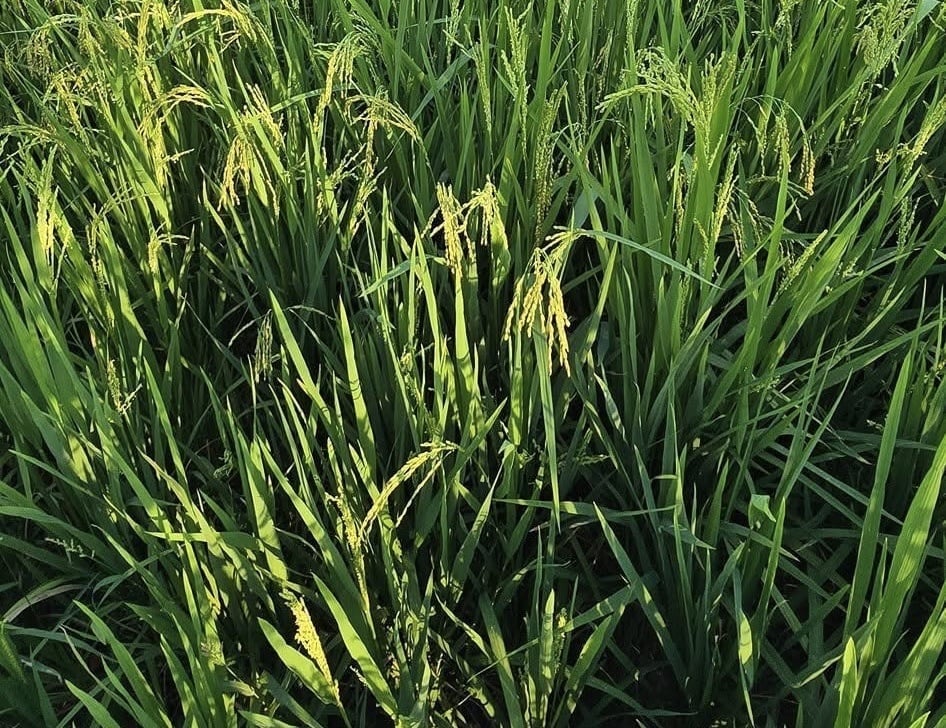 Xã viên Đoàn Tài Lực chia sẻ: 'Chúng tôi không phải thuê bên ngoài giá cao nữa. Làm đồng có HTX lo, bà con chỉ tập trung chăm ruộng'. Ảnh: Mai Đan.