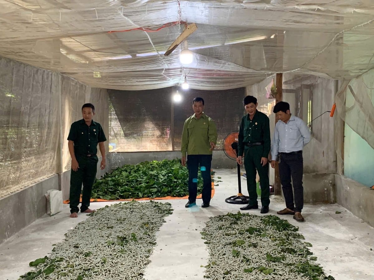 Nhiều hộ dân xã Nghĩa Giang (Quảng Ngãi) đã khôi phục lại nghề nuôi tằm truyền thống bằng kỹ thuật mới. Ảnh: L.K.