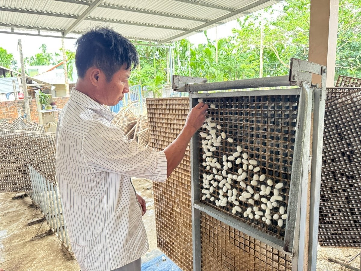 Với 40m2 diện tích nuôi tằm bán tơ, mỗi tháng gia đình anh Quân có thu nhập khoảng 10 triệu đồng. Ảnh: L.K.