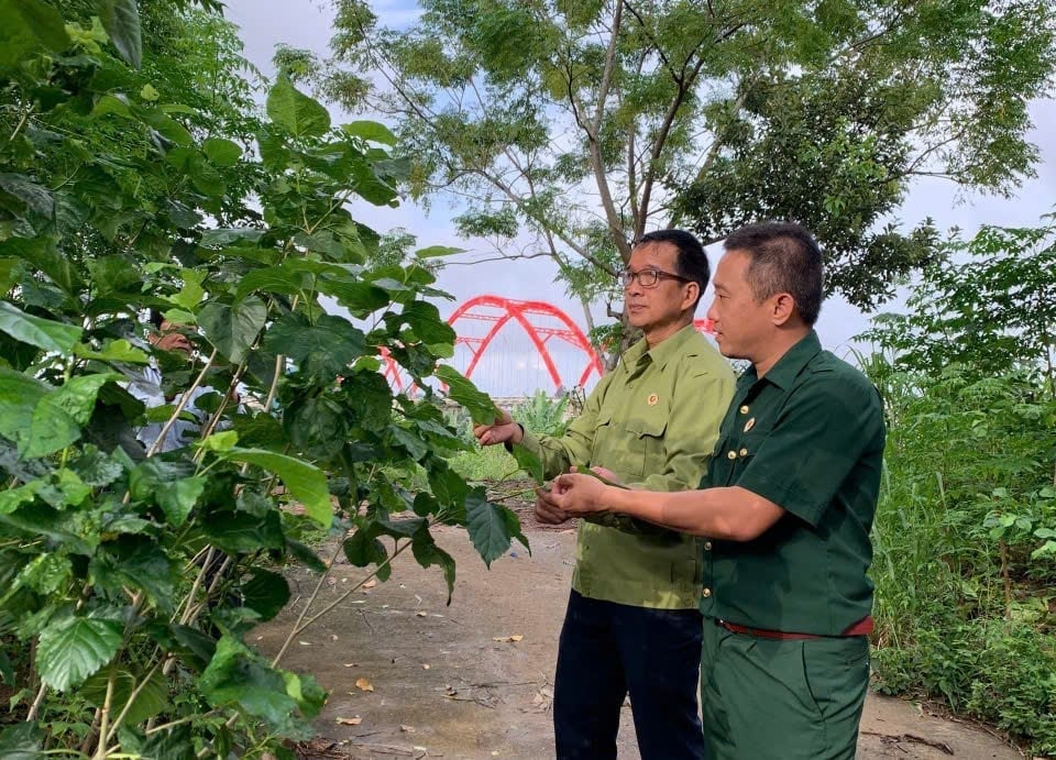 Từ hiệu quả kinh tế cao, nhiều hộ dân ở xã Nghĩa Giang đã chuyển qua trồng dâu để nuôi tằm. Ảnh: L.K.