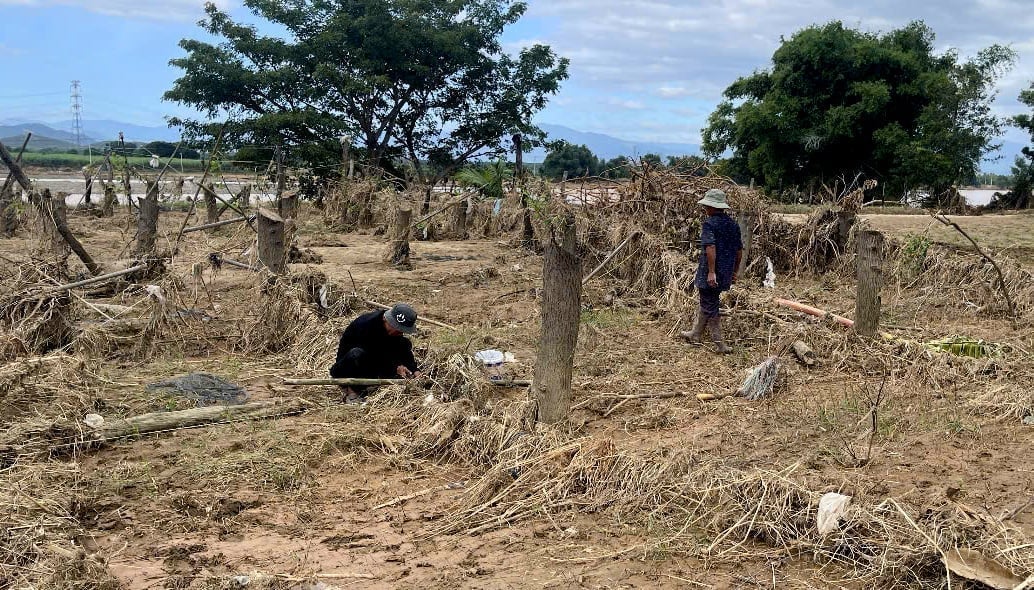 Một vườn táo của nông dân Khánh Hoà tan hoang sau lũ. Ảnh: Kim Sơ.
