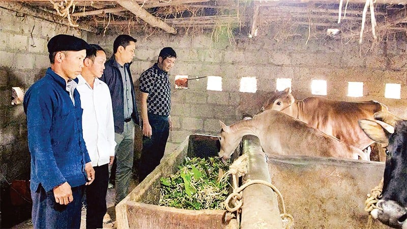 آقای گیانگ چو سو (با کلاه)، فردی معتبر در روستای ما پانگ، از توابع دونگ وان، به طور فعال اقتصاد را توسعه می‌دهد و الگویی برای سایر خانوارهای روستا است.