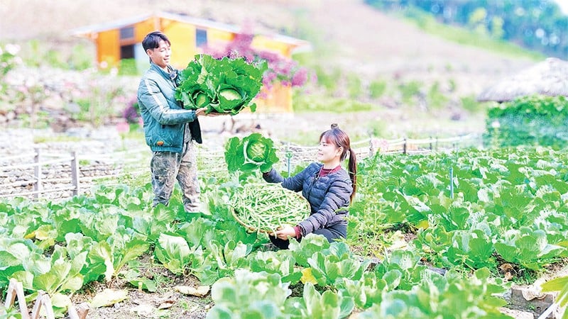Každodenní práce Ha Van Sanga a jeho manželky byla natáčena telefonem a sdílena na sociálních platformách, což motivovalo mnoho mladých lidí všech etnických skupin v komunitě k učení a následování jejich příkladu.