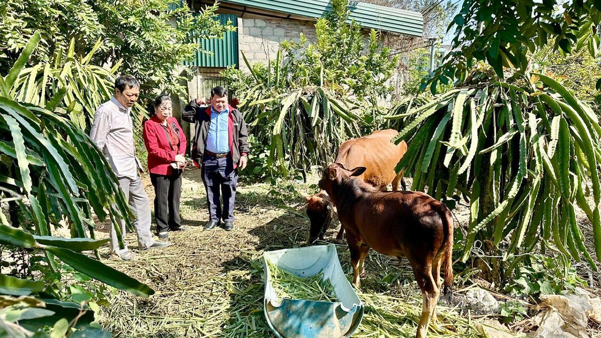 ইয়েন নুয়েন কমিউনের মিঃ লে ডুক ল্যানের পরিবার গরুর প্রজনন সমর্থনের জন্য প্রকল্প থেকে গরুর পালের জন্য সহায়তা পেয়েছে। (ছবিতে: প্রতিবন্ধী ও এতিমদের সুরক্ষার জন্য প্রাদেশিক সমিতির প্রতিনিধিরা সমর্থিত গরুর জাতের বৃদ্ধি পরীক্ষা করছেন)।