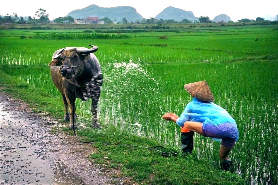 a3ນັກທ່ອງທ່ຽວເພີດເພີນກັບລົດເຂັນຄວາຍ experience.jpg