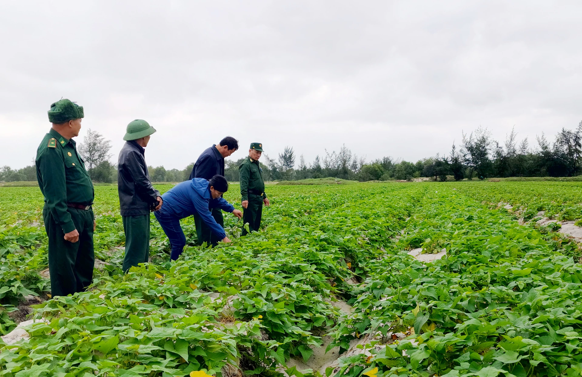 Vùng trồng nguyên liệu khoai lang mở rộng trên vùng cát trắng Cam Hồng - Ảnh: T.L