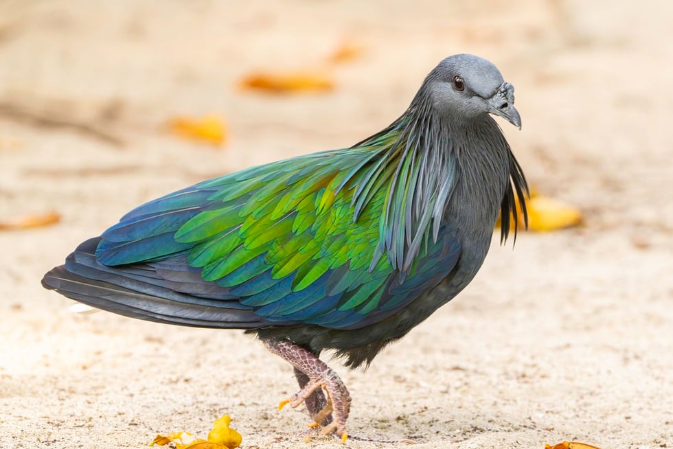 Vackra duvor, strikt skyddade av vietnamesisk lag - 3