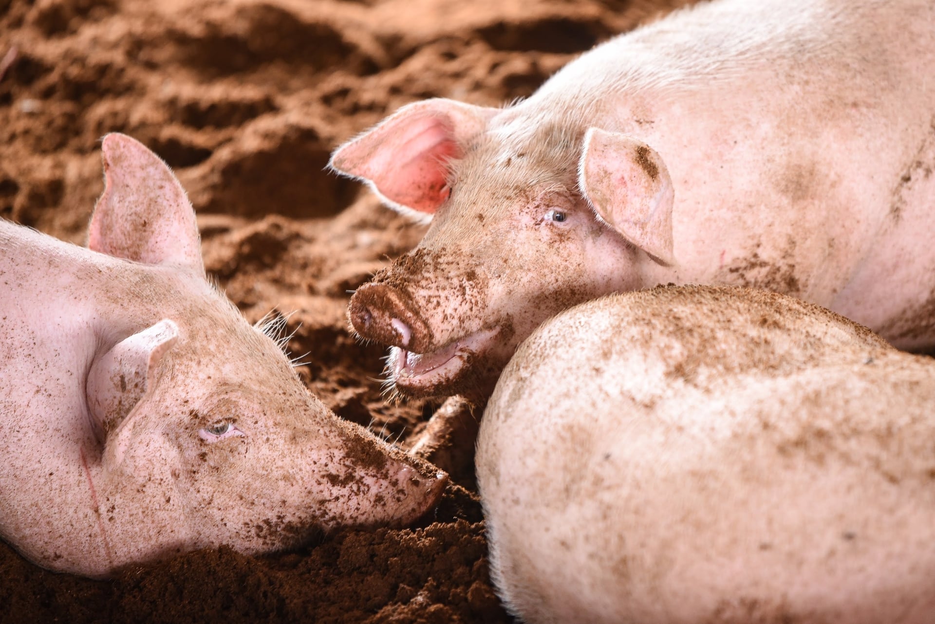 Máy phát điện biogas sẽ tận dụng triệt để nguồn khí biogas dồi dào từ phân heo để chuyển hóa thành điện năng. Ảnh: Phương Linh.