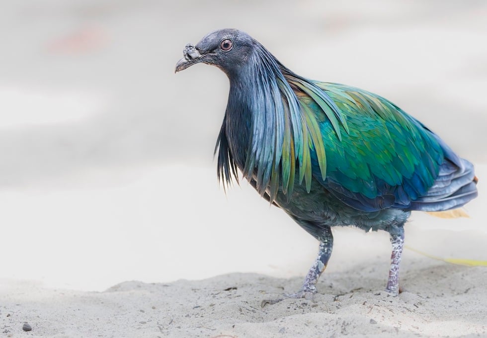 Vackra duvor, strikt skyddade av vietnamesisk lag - 5