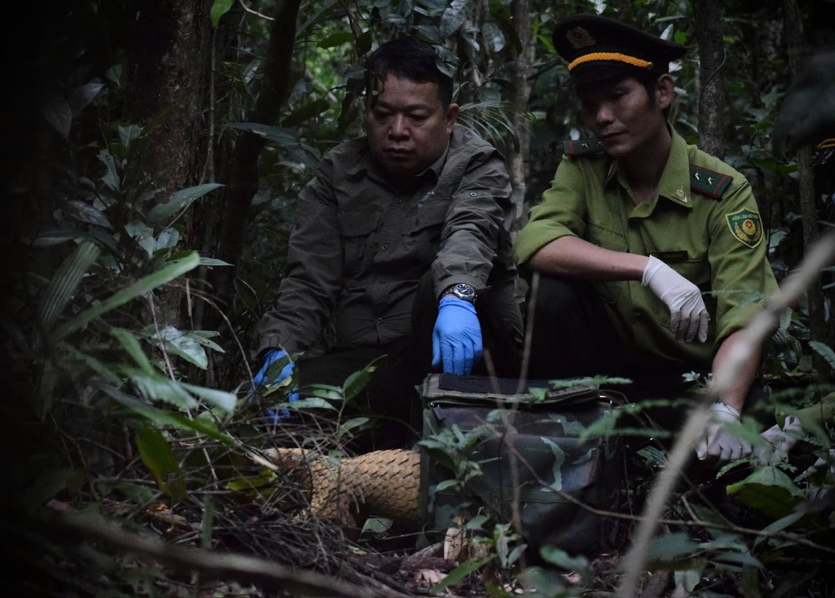 Lực lượng kiểm lâm cùng cán bộ chuyên môn tái thả tê tê về tự nhiên. Ảnh: SVW.