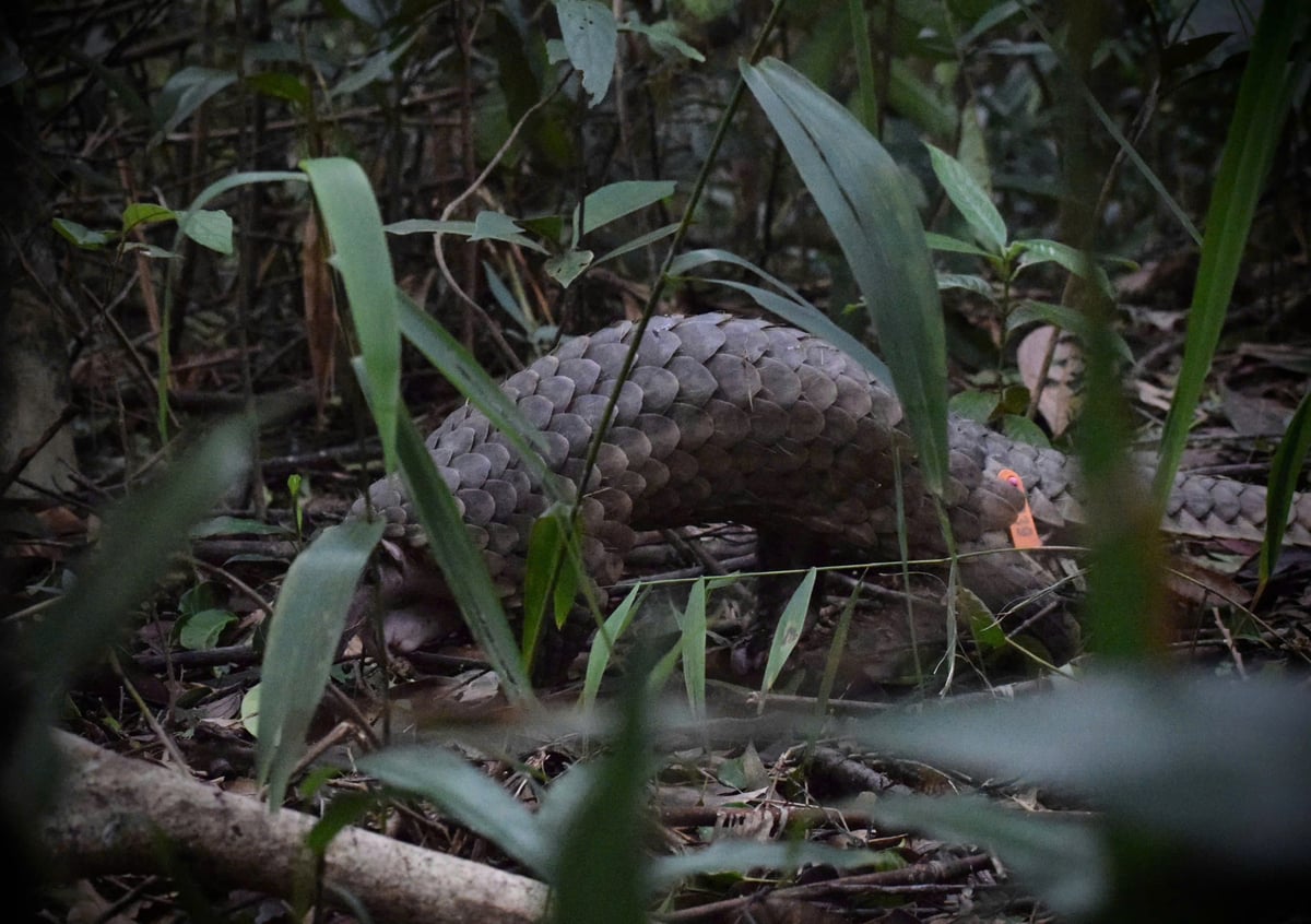 Cá thể tê tê làm quen với điều kiện tự nhiên. Ảnh: SVW.