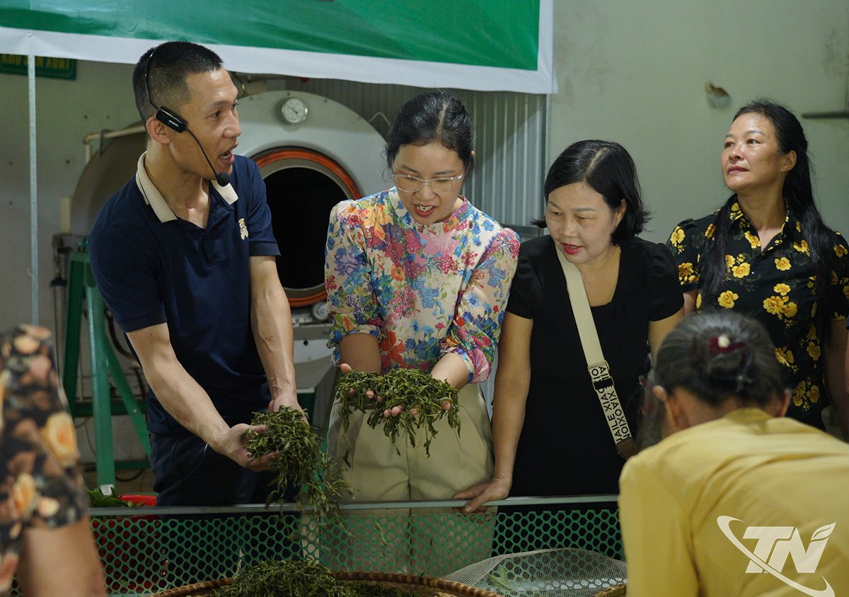 นักท่องเที่ยวเยี่ยมชมและสัมผัสขั้นตอนการผลิตชาของสหกรณ์ Tam Tra Viet