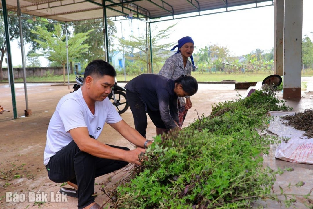 ويشارك رئيس قرية إيا بري في العمل وينشر القانون بين السكان المحليين.