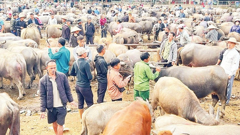 Et hjørne av Nghien Loan bøffel- og kumarked.
