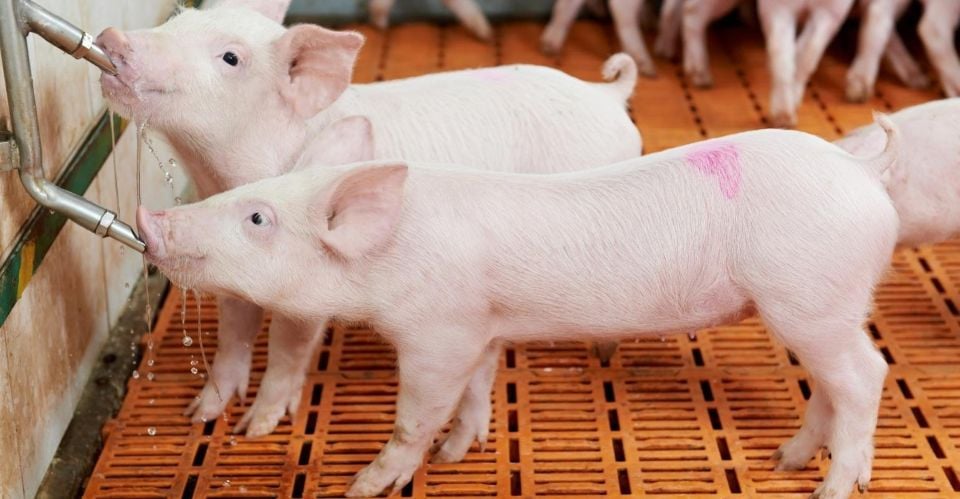 قیمت خوک در 27 نوامبر 2025: افزایش مداوم در منطقه مرکزی