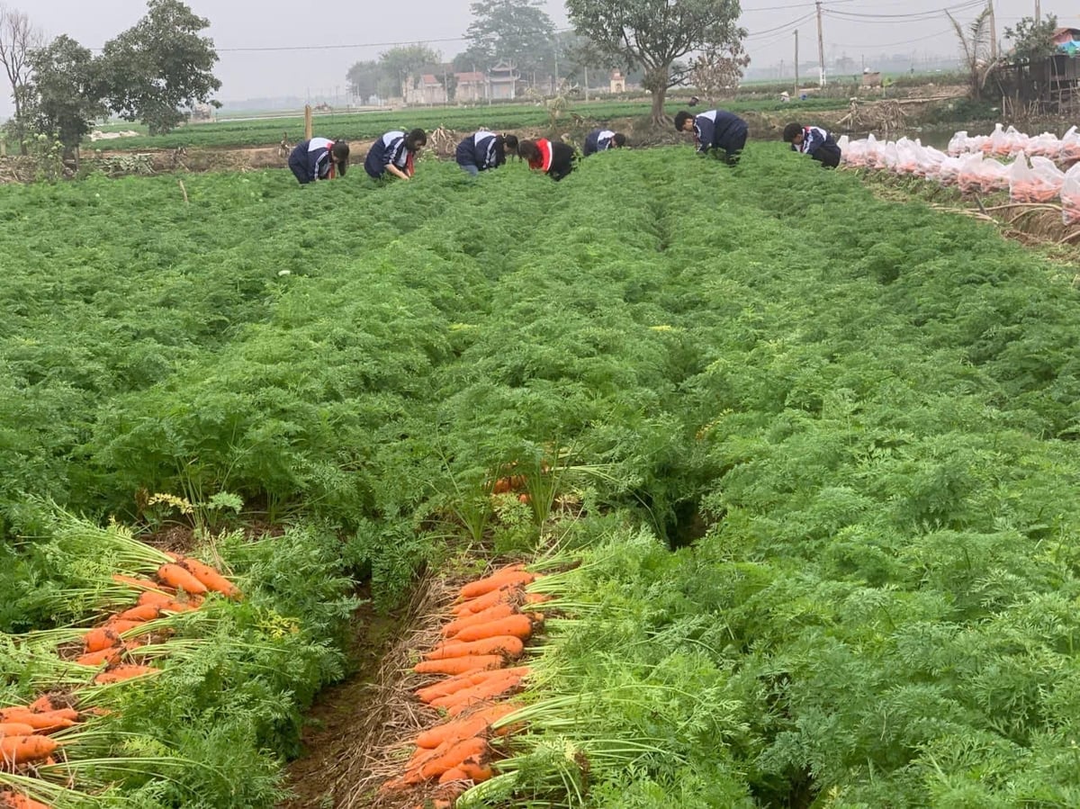 Cây cà rốt dễ trồng, dễ chăm, lại bảo quản lâu, từng mang lại thu nhập gấp nhiều lần trồng lúa. Ảnh: Phạm Hoàng.